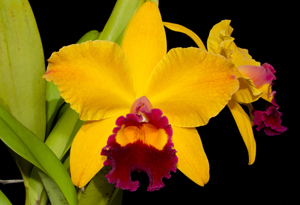 Rlc Toshie's Magic 'Kathleen' HCC 78 pts